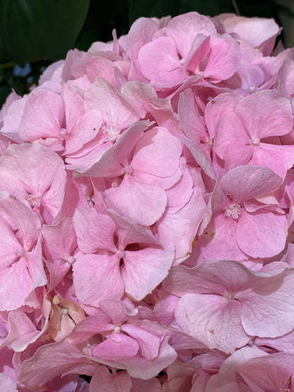 Bouquet of the Day